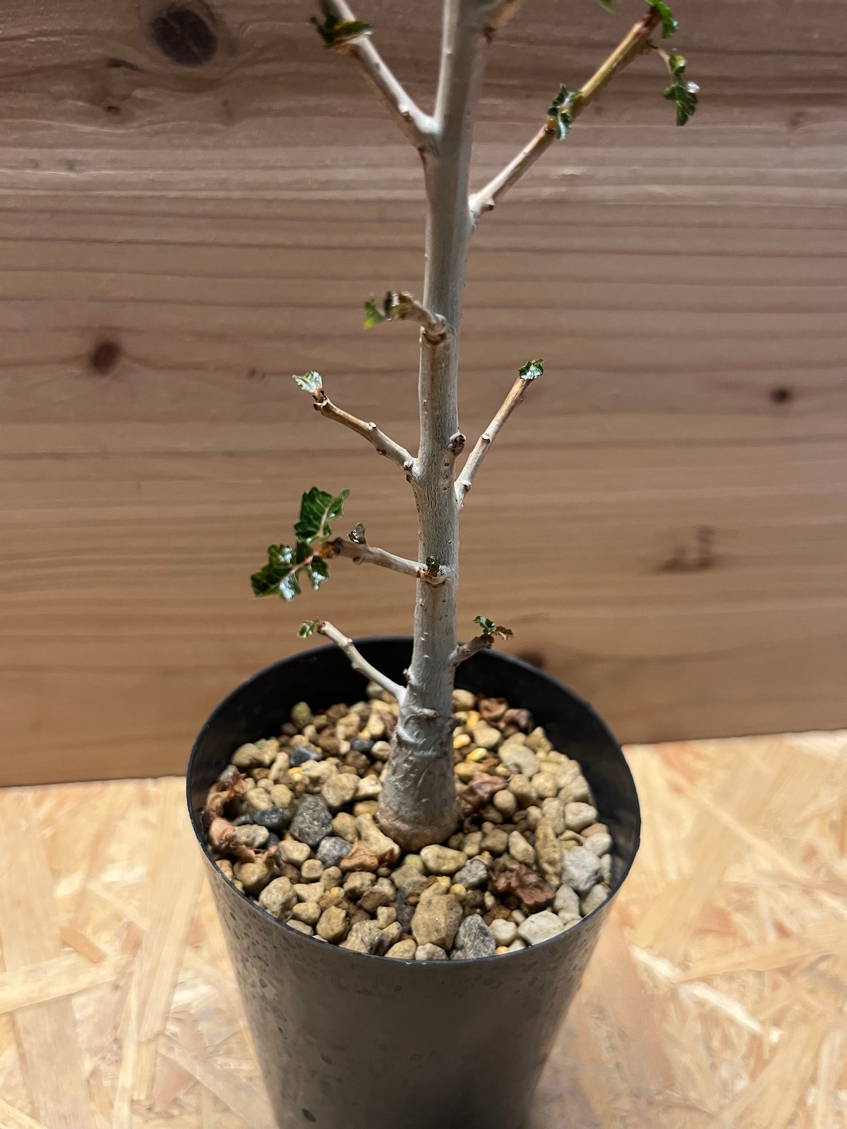 ボスウェリア ナナ | GREEN LUCK