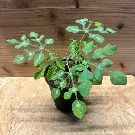 アデニアペリエリ | STORES