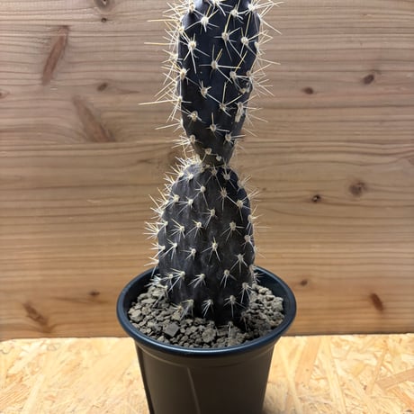 CATEGORY 多肉植物 塊根植物 | GREEN LUCK