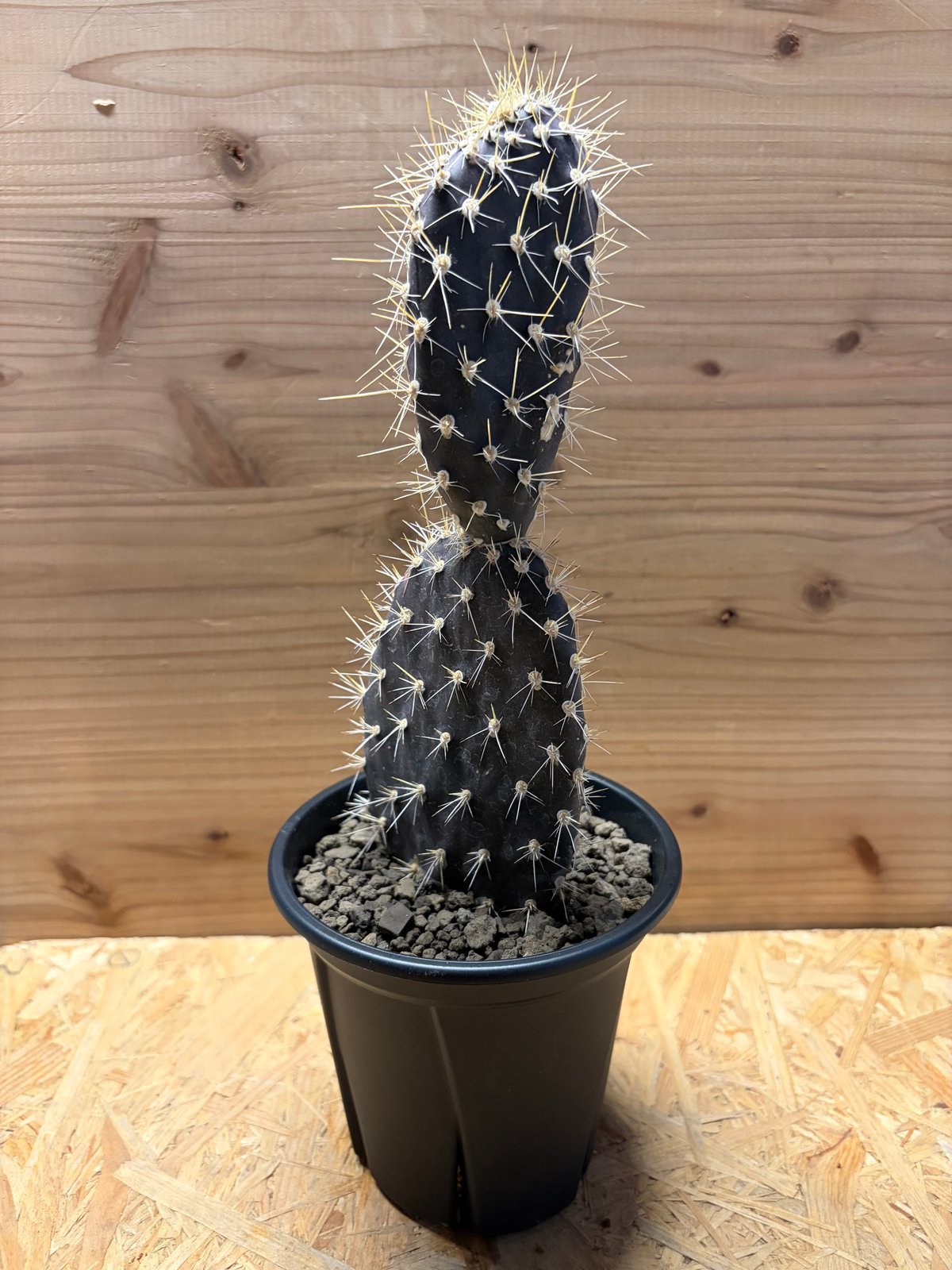 オプンチア ガラパゲイア | GREEN LUCK