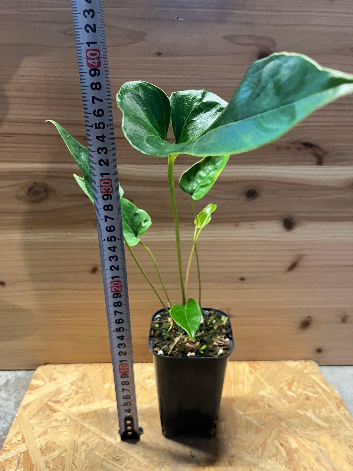 アンスリウム ペダツム | GREEN LUCK