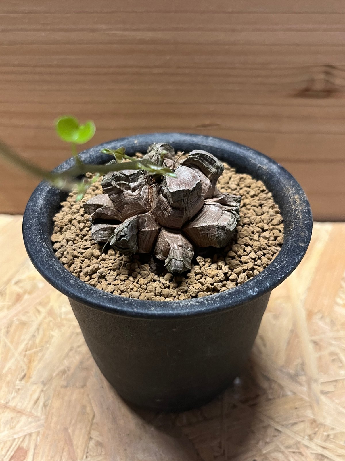 亀甲竜 ディオスコレア エレファンティペス | GREEN LUCK