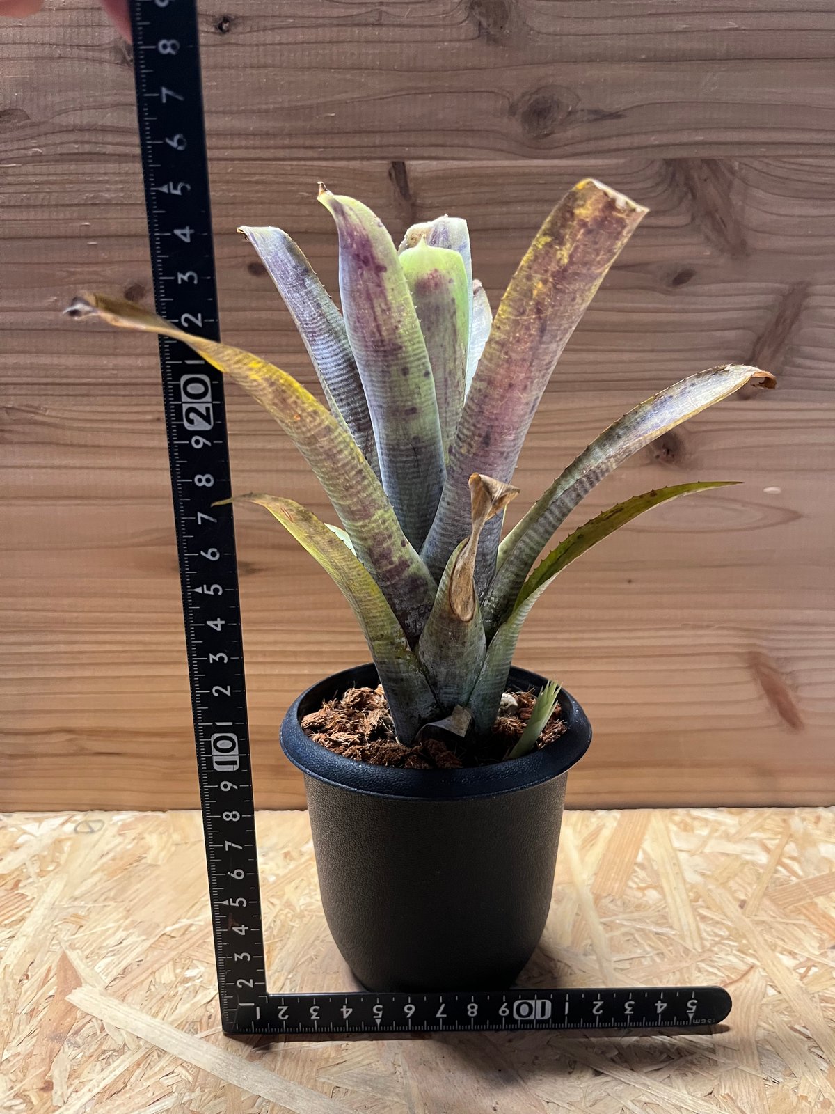 ネオレゲリア パウシフローラ ホワイトフォーム | GREEN LUCK