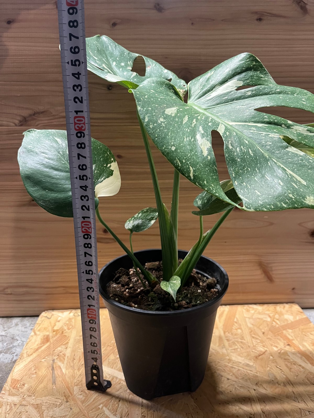 斑入りモンステラ イエローモンスター | GREEN LUCK