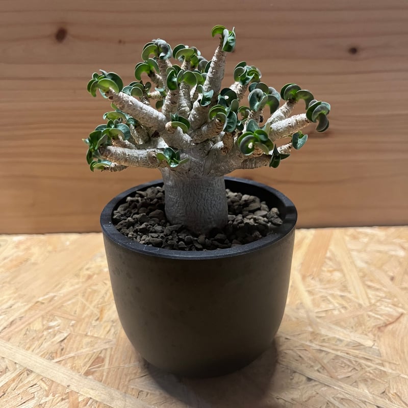 青獅子様 多肉植物 み*の様 サボテン 岩石獅子 柱サボテン 福禄