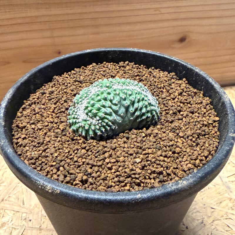 菊水　綴化 Storombocactus disciformis【ストロンボカクタス・菊水綴化