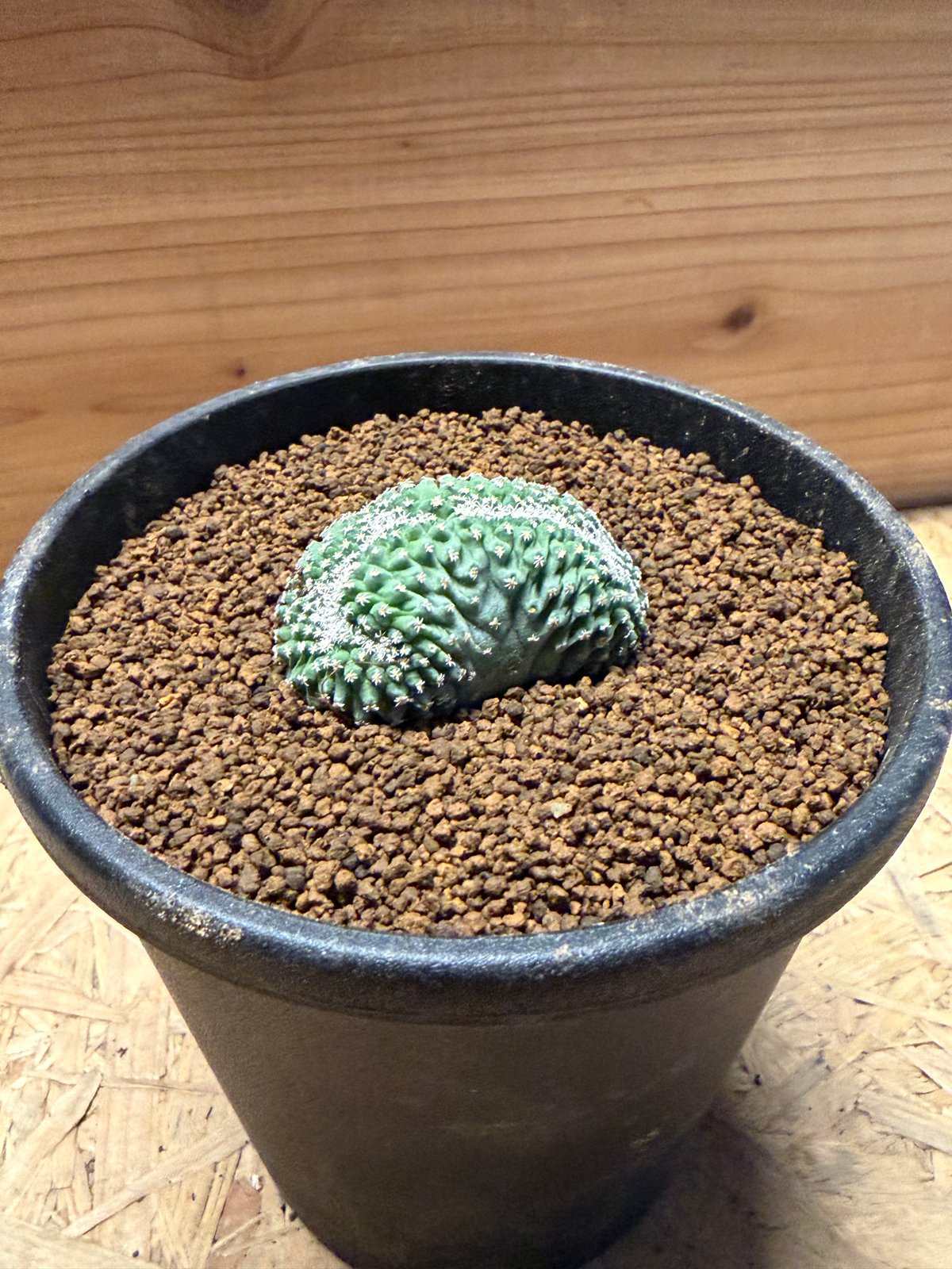 ストロンボカクタス 菊水 国内実生 綴化 ストロンボカクタス ディシフォルミス 菊水 綴化 | GREEN LUCK