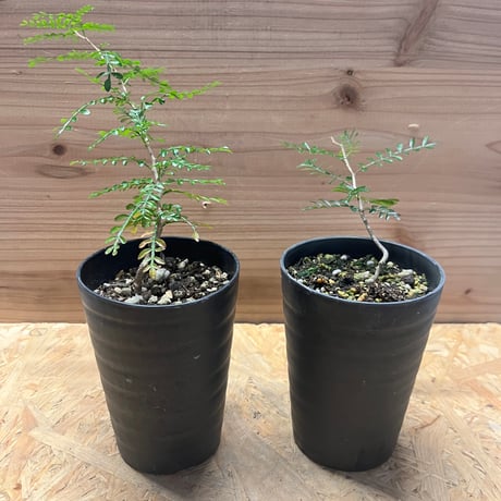 オペルクリカリアパキプス | STORES