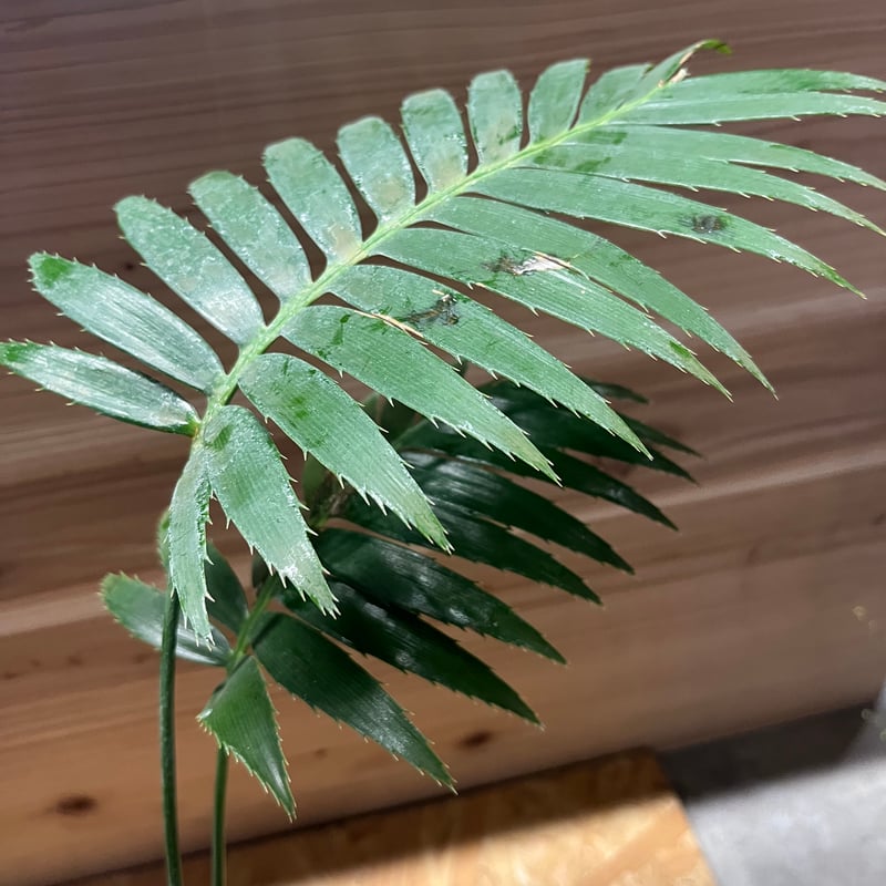 ディオーン スピヌロスム | GREEN LUCK