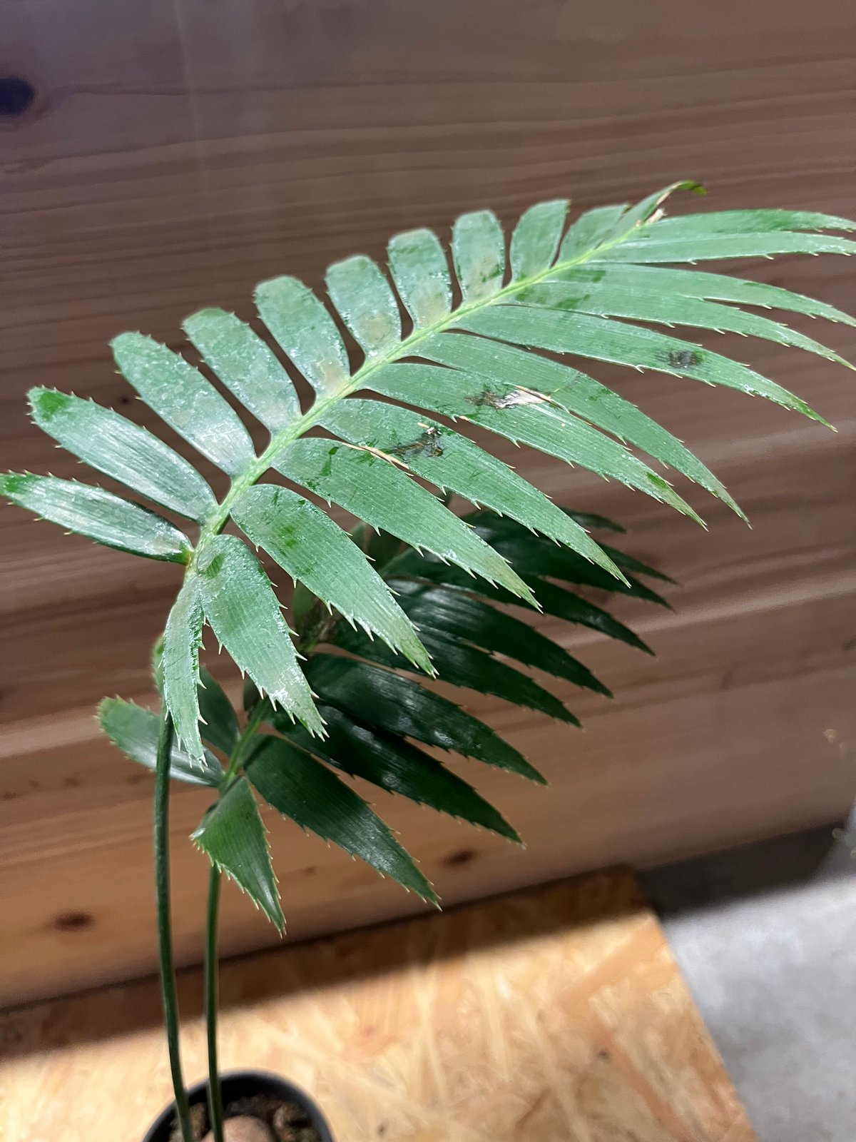 ディオーンスピヌロスム ディオーン スピヌロスム | GREEN LUCK