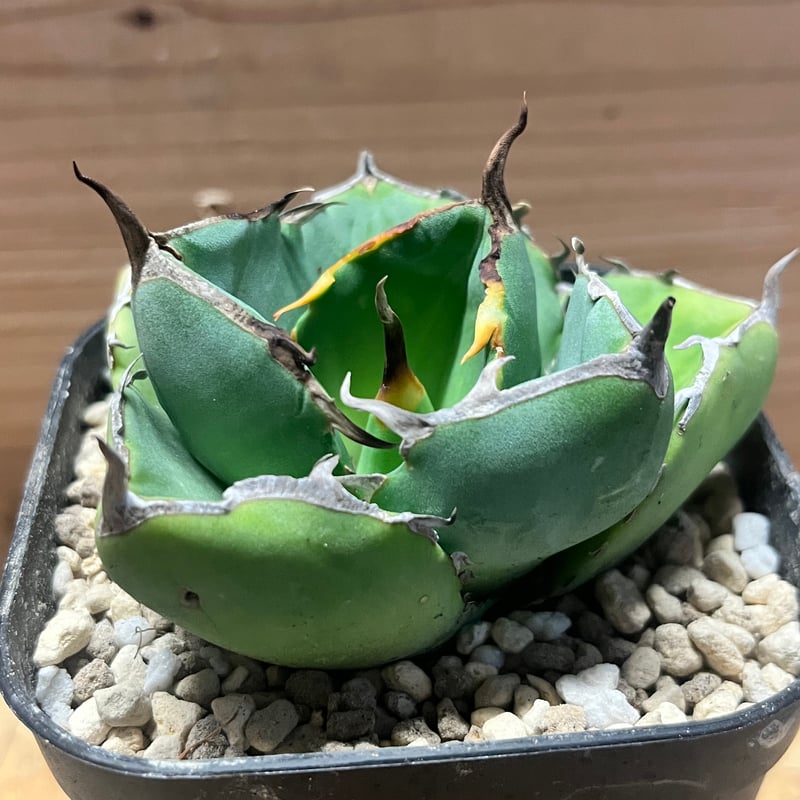 アガベ チタノタ 'ジャガーノート hyb.' | GREEN LUCK