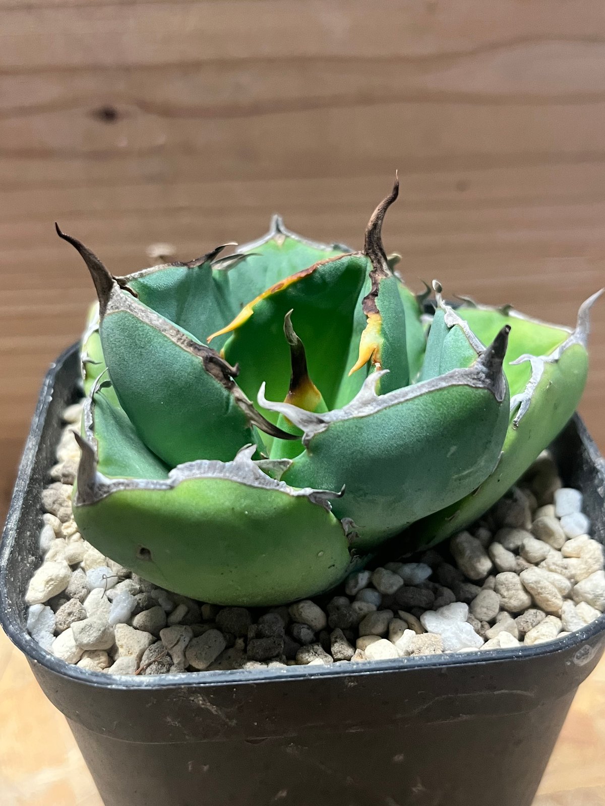 アガベ チタノタ 'ジャガーノート hyb.' | GREEN LUCK