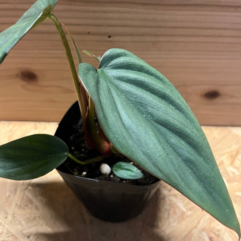 フィロデンドロン sp.コロンビアシルバー | GREEN LUCK