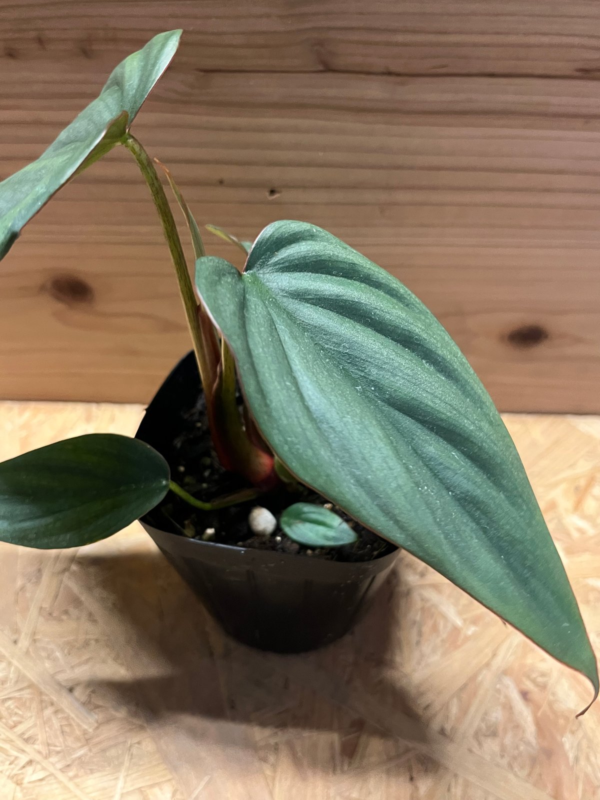 フィロデンドロン sp.コロンビアシルバー | GREEN LUCK