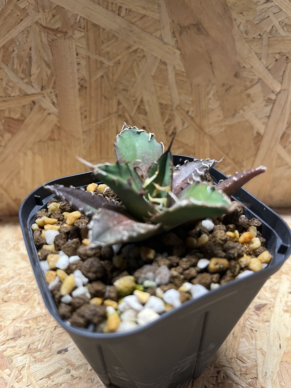 アガベ チタノタ シーザー | GREEN LUCK