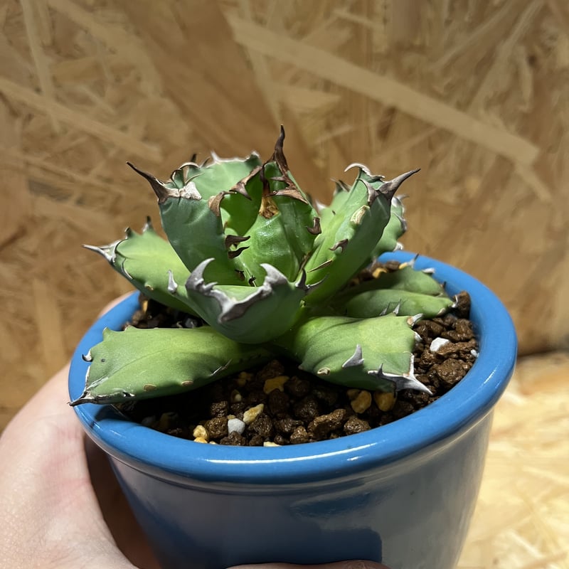 アガベ チタノタ 農大×伝市鉢 | GREEN LUCK