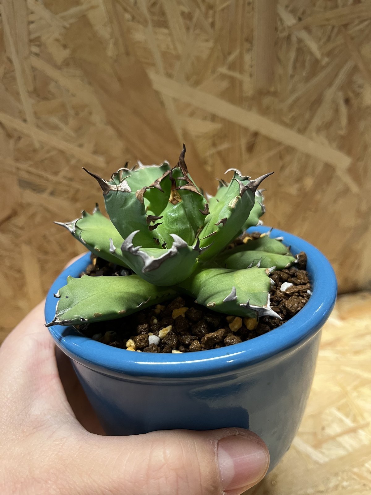 \"agave titanota 農大No.1\"　短葉　アガベ　チタノタ　強棘 agave titanota 農大No.1