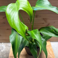 アンスリウム ペンドゥリフォリウム | GREEN LUCK