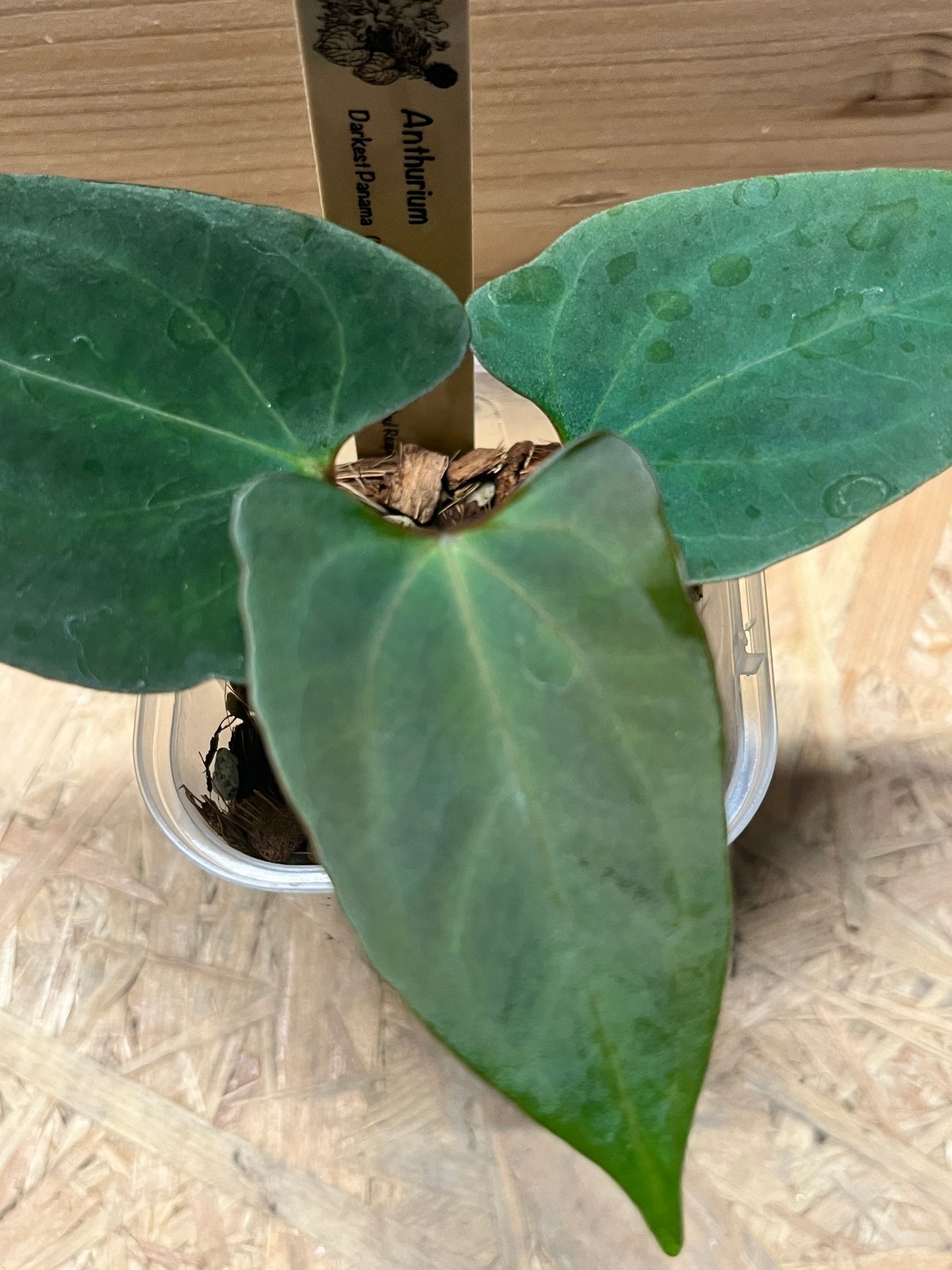 アンスリウム ダーケストパナマ×ソウルリーパー | GREEN LUCK
