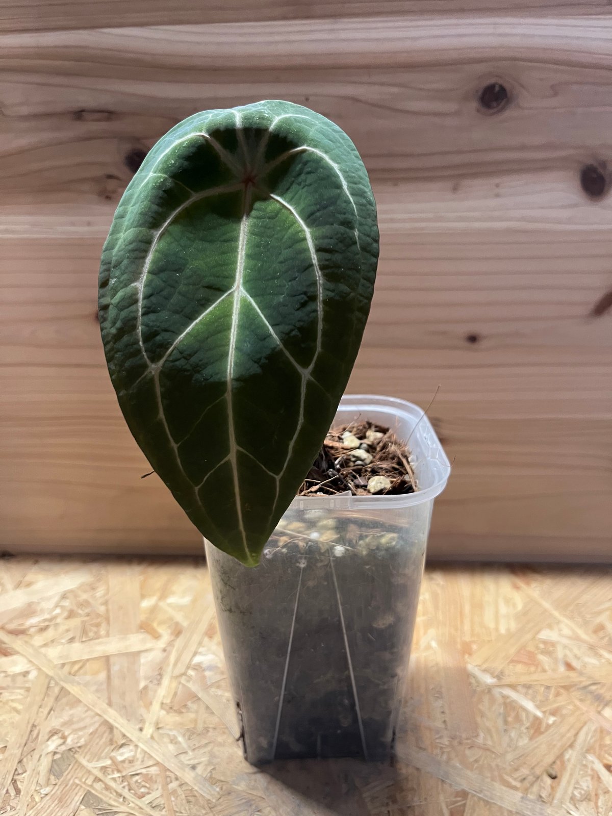 アンスリウム レッドスパイダー | GREEN LUCK