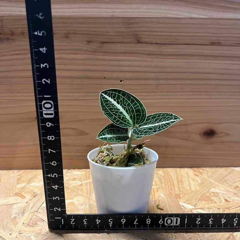 アネクトキルス ロクスバーギー | GREEN LUCK