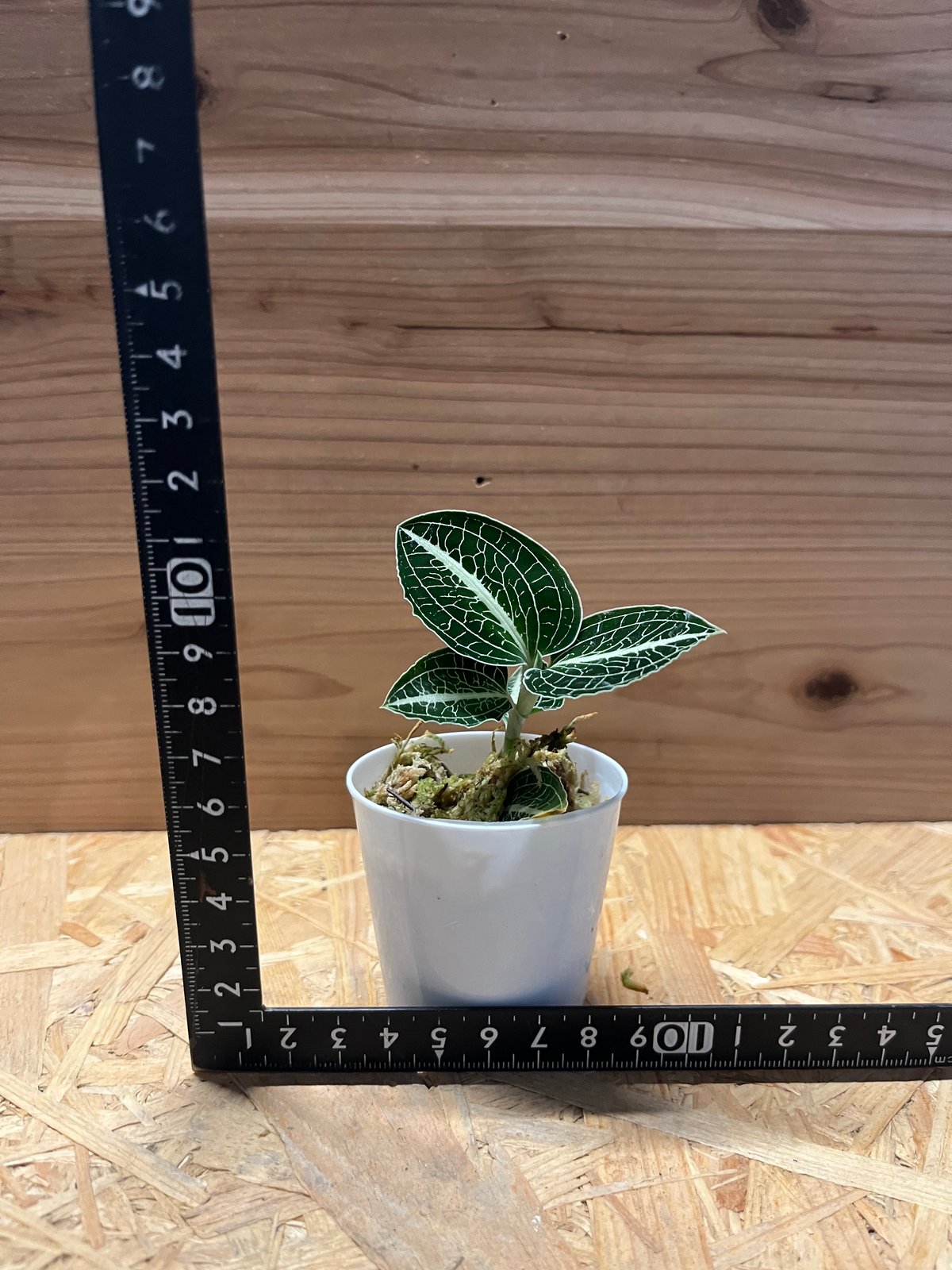 【7株】アネクトキルス・ロビアーナス　アネクトキルス・ロクスバギー　混合品 7株】アネクトキルス・ロビアーナス アネクトキルス・ロクスバギー