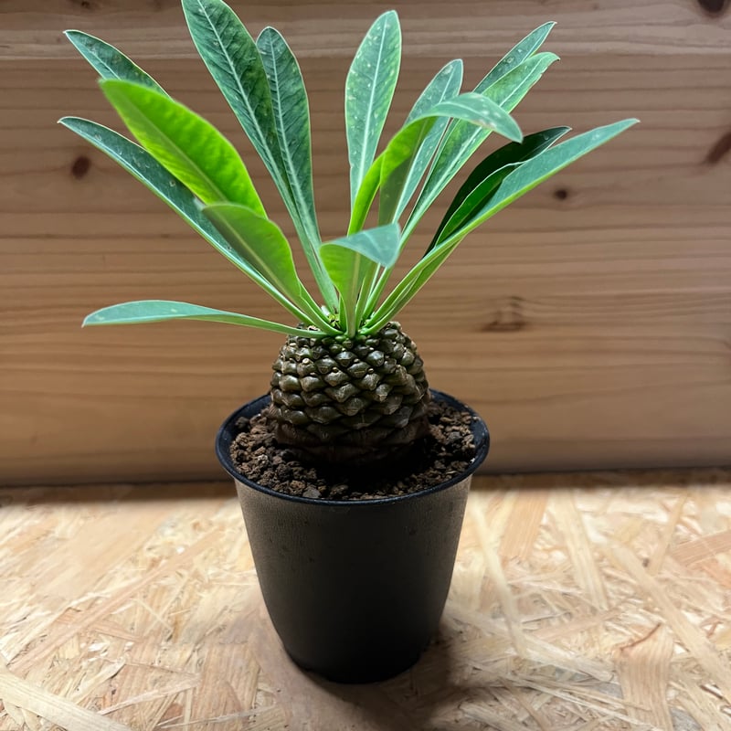 ユーフォルビア ブプレウリフォリア 鉄甲丸 | GREEN LUCK