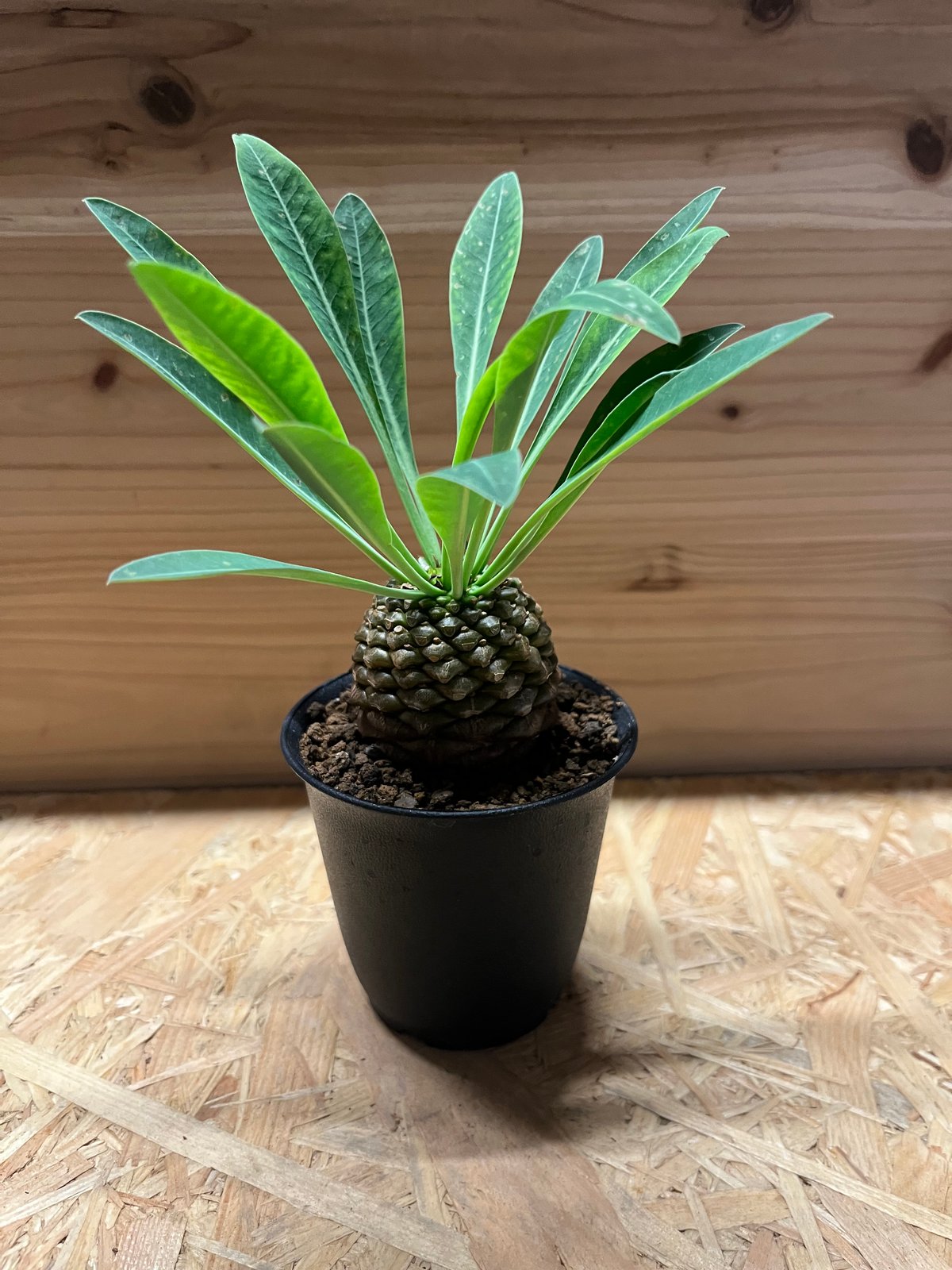 ユーフォルビア ブプレウリフォリア 鉄甲丸 | GREEN LUCK