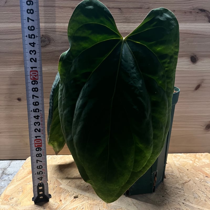 アンスリウム ドレスレリ イースタンフォーム | GREEN LUCK