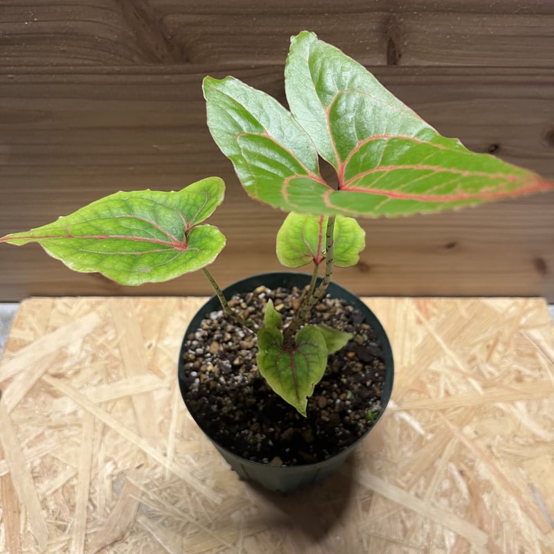 キルトスペルマ ジョンストニー | GREEN LUCK