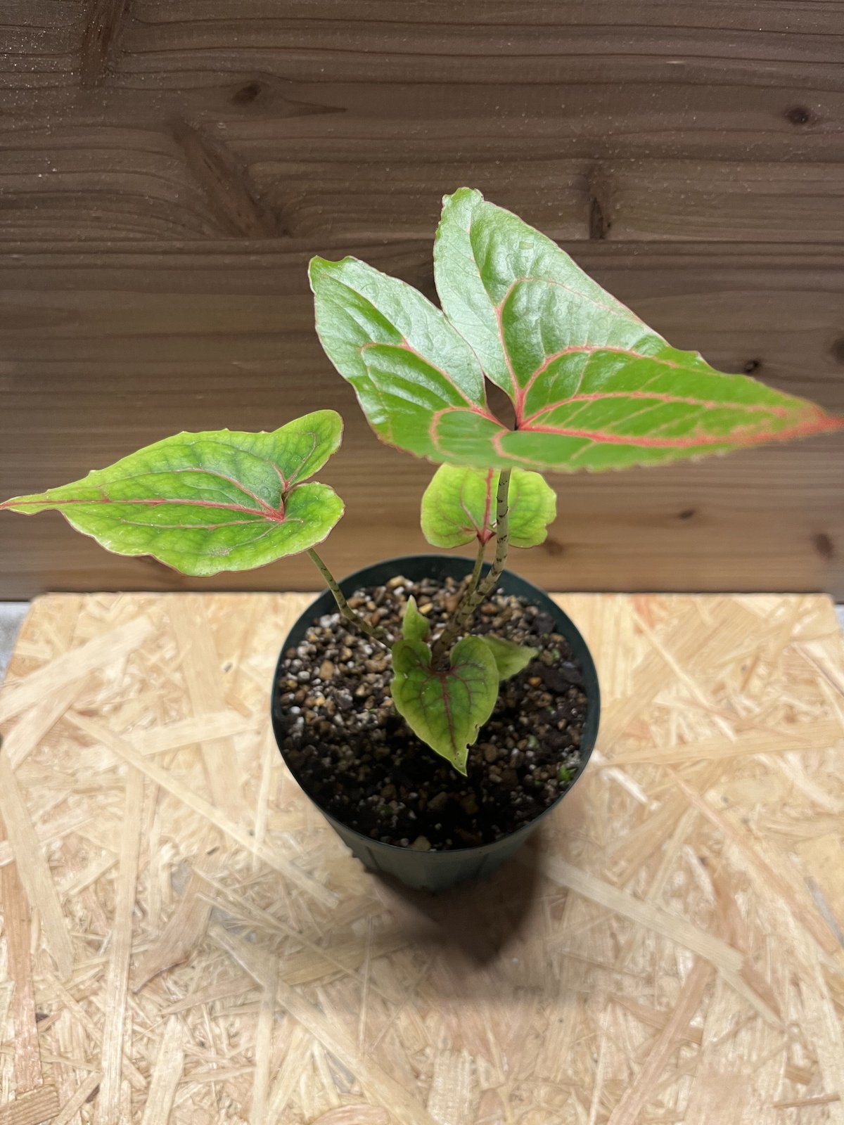 キルトスペルマ　ジョンストニー fit=scale-down,w=1200