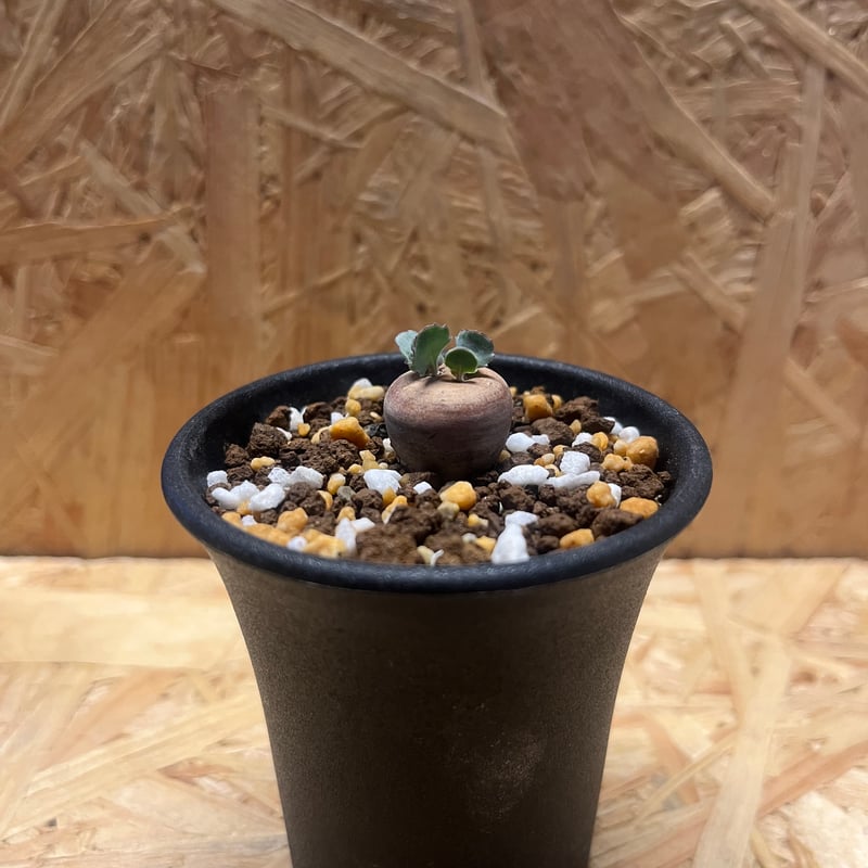 H*H様 オトンナ カカリオイデス 実生4年生4株セット H*H様 オトンナ カカリオイデス 実生4年生4株セット オトンナ