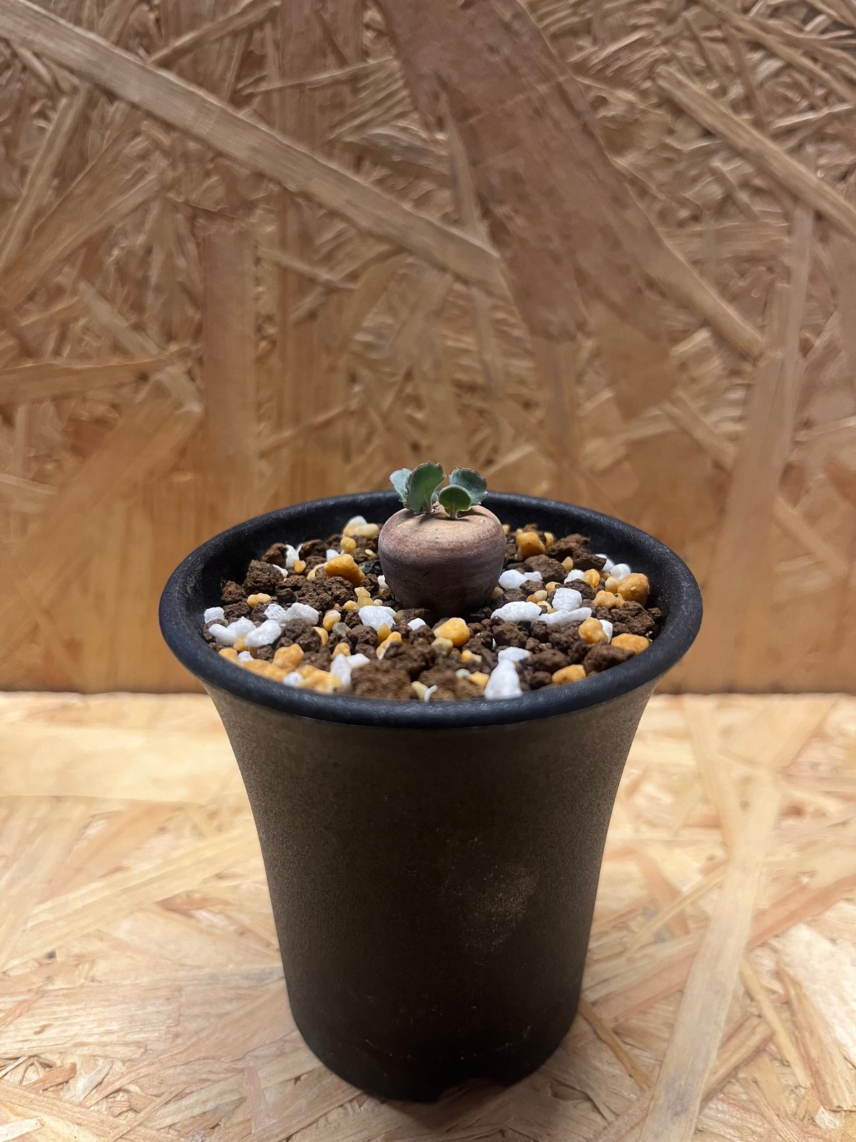 オトンナ カカリオイデス 実生 | GREEN LUCK