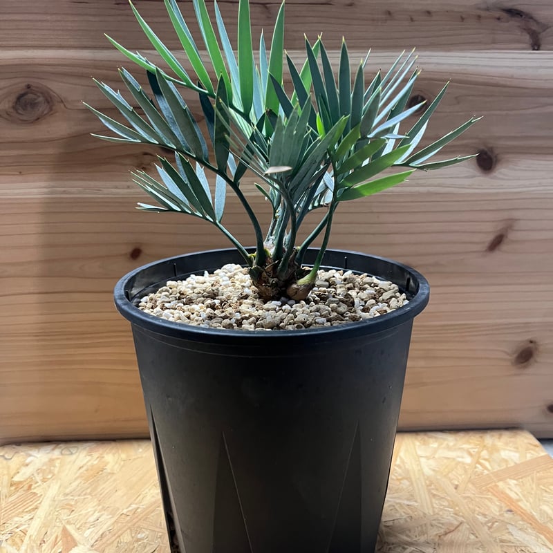 エンセファラルトス レーマニー | GREEN LUCK エンセファラルトス レーマニー | GREEN LUCK