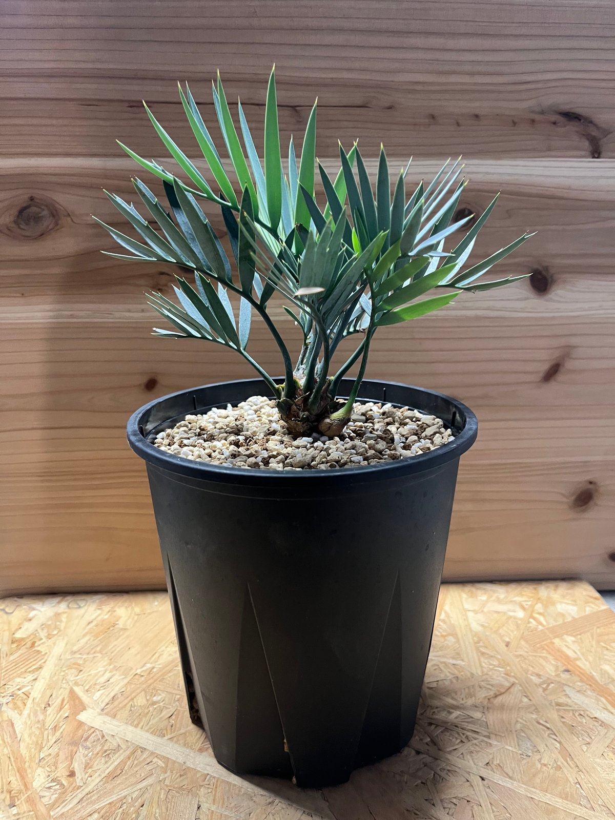 エンセファラルトス レーマニー | GREEN LUCK