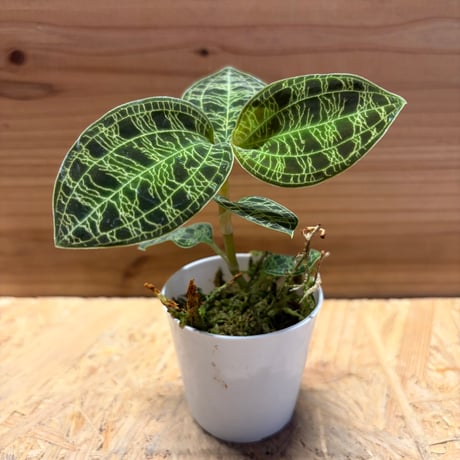 観葉植物 新入荷ジュエルオーキッド マコデス ペトラ ブラックパンサー