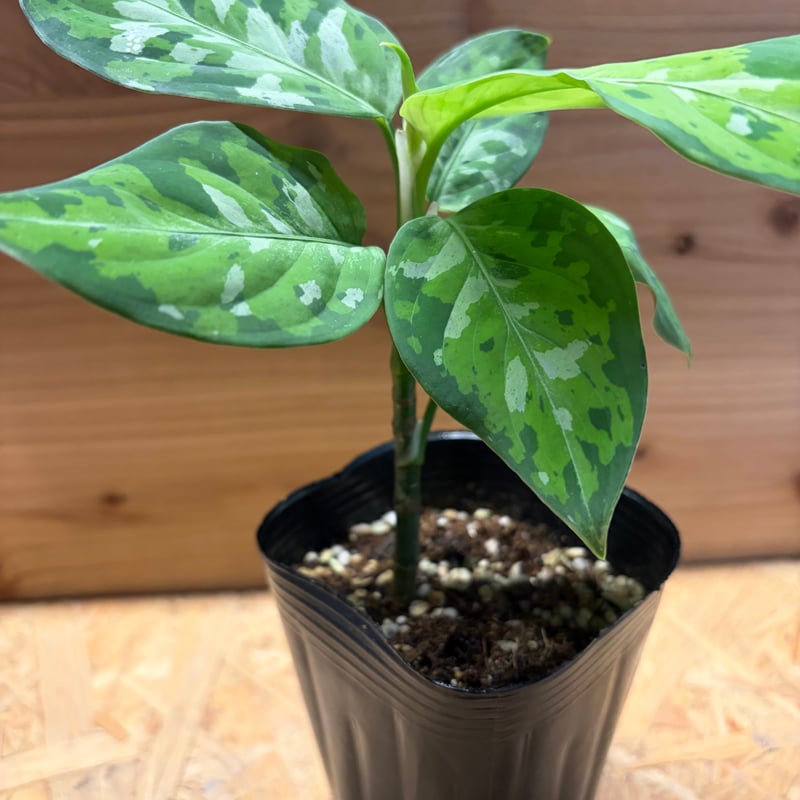 アグラオネマ ピクタム トリカラー | GREEN LUCK