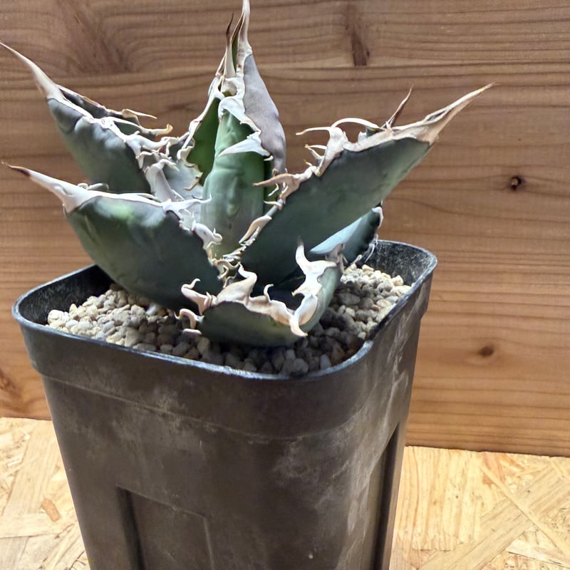 アガベ チタノタ 'ホワイトソーン' | GREEN LUCK