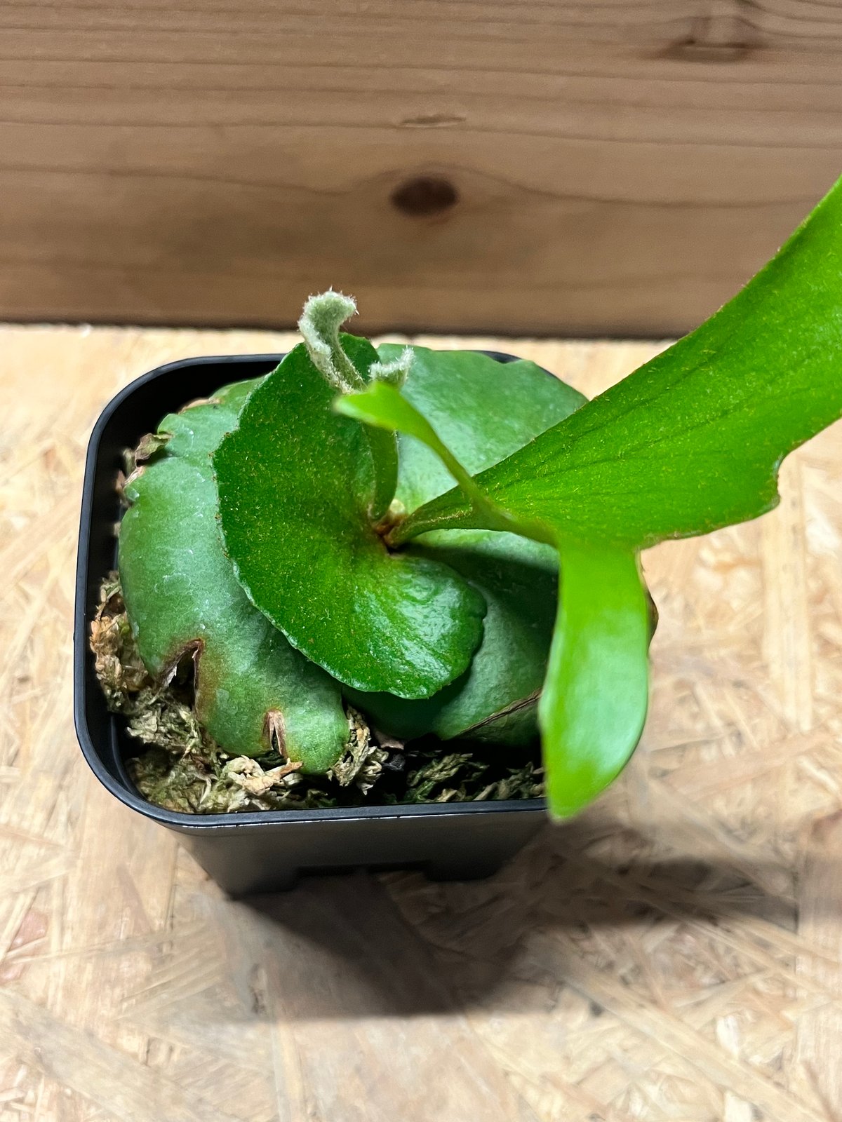 ビカクシダ son fit=scale-down,w=1200