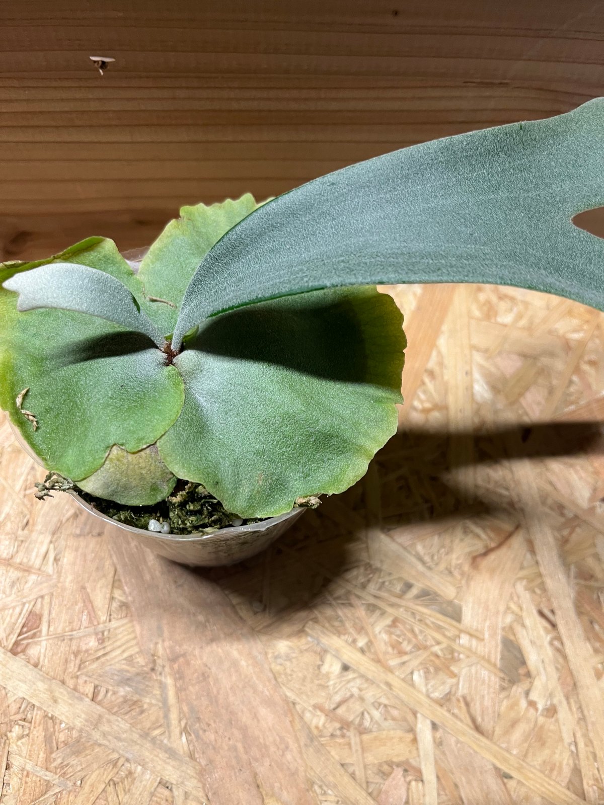 【値下げ交渉可】ビカクシダ／ベイチー✘ウィリンキー／中株 園芸ネット本店｜[ザ・ファームセレクト][送料無料]ビカクシダ