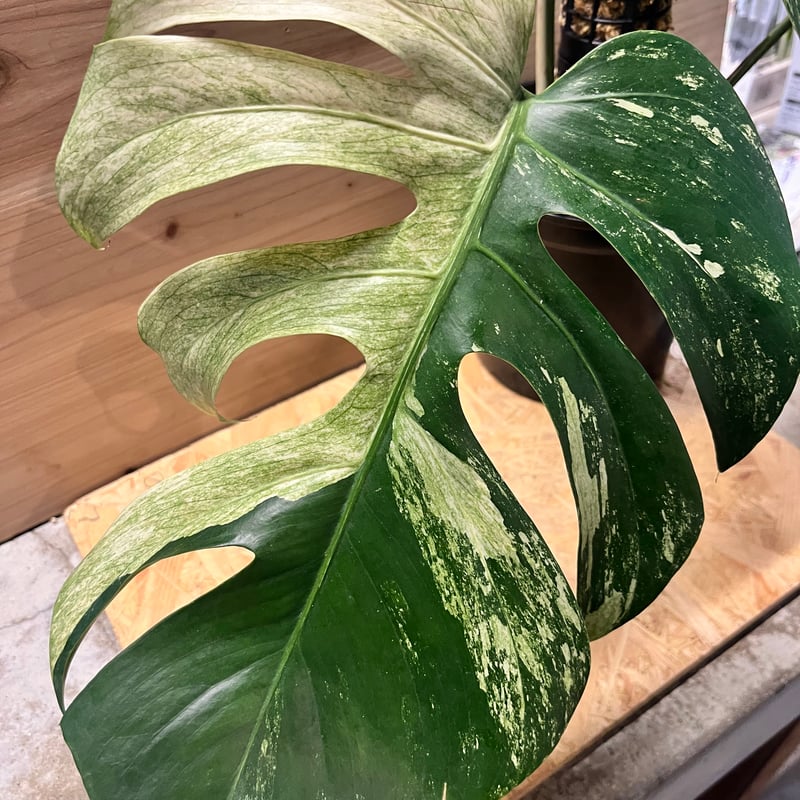 モンステラ デリシオーサ フルミント Monstera Full Mint fit=scale-down,w=1200