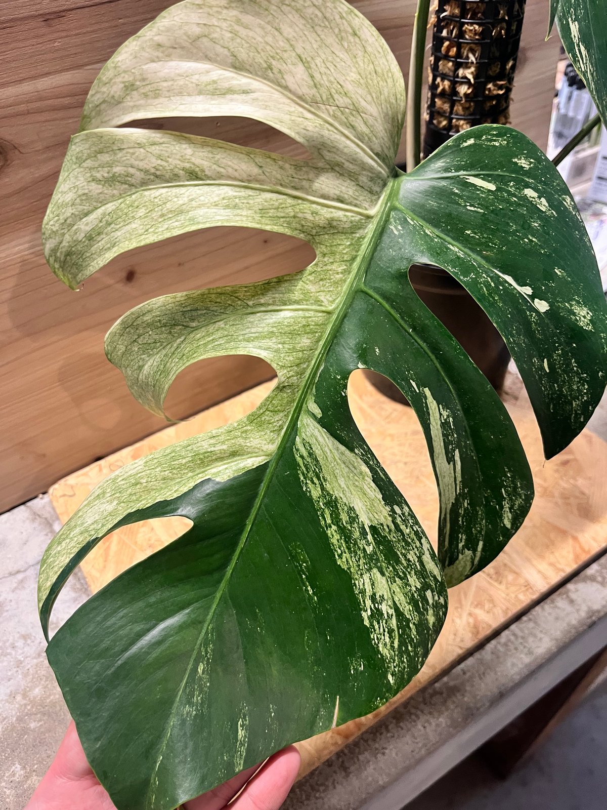 モンステラ デリシオーサ フルミント Monstera Full Mint モンステラ デリシオーサ フルミント Monstera Full Mint