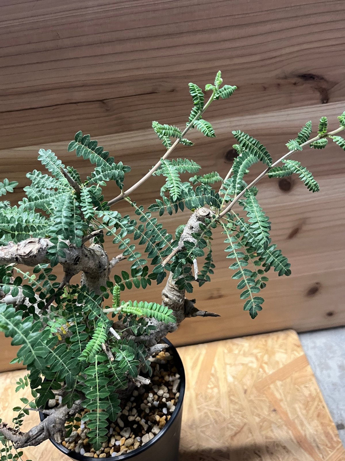 ボスウェリア ネグレクタ | GREEN LUCK