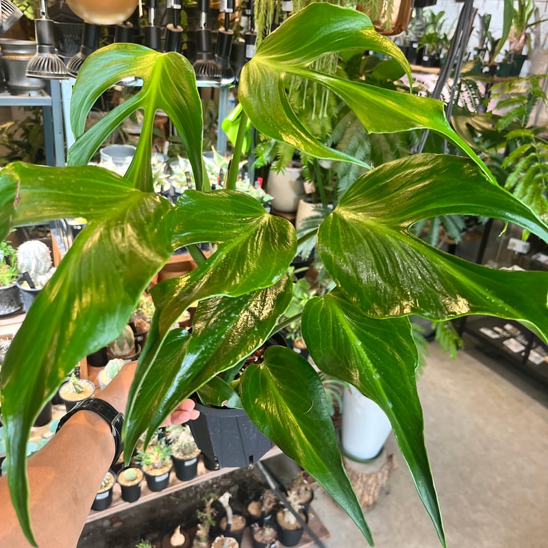 モンステラ バールマルクスフレーム | GREEN LUCK