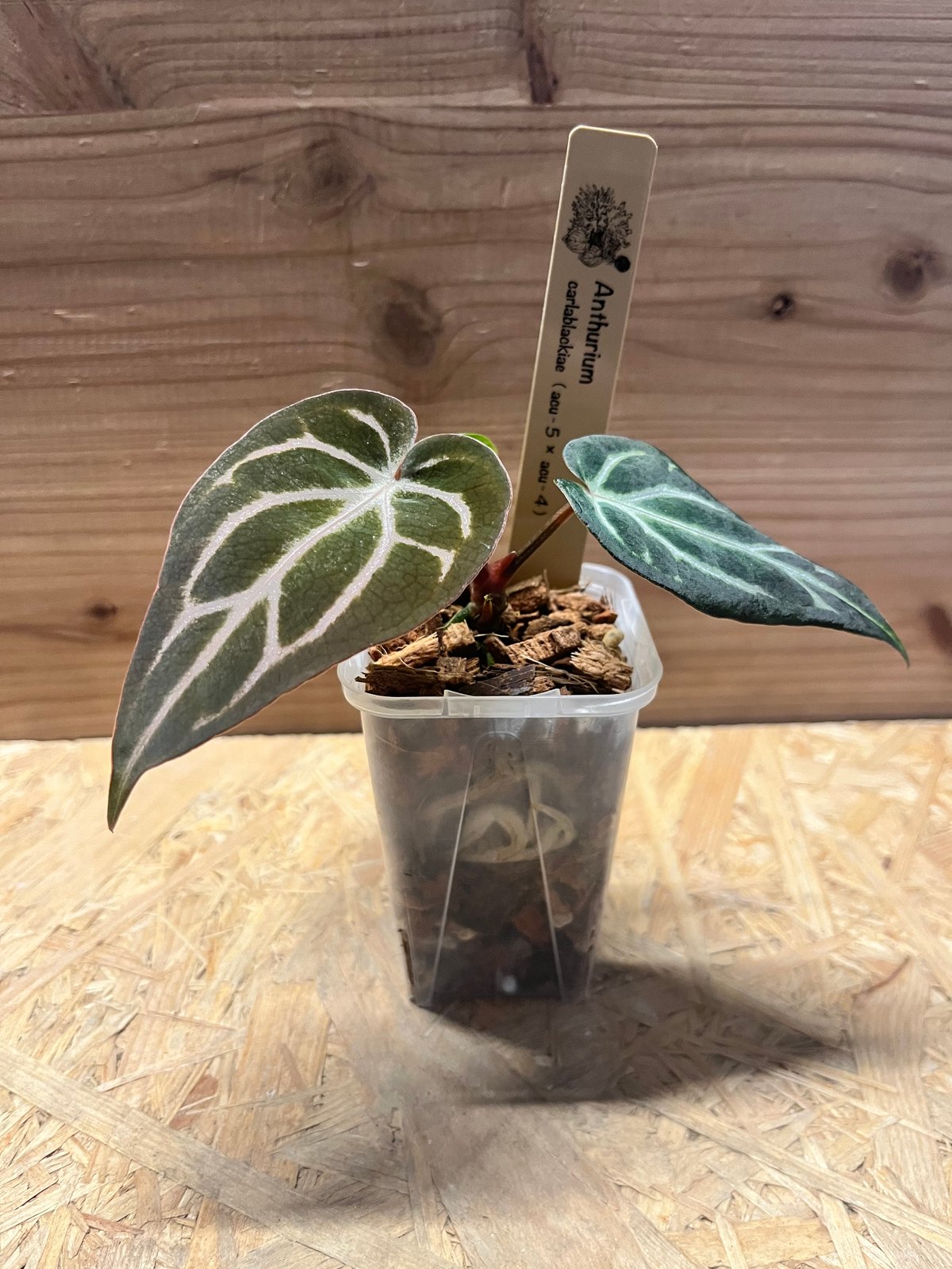 アンスリウム カーラブラッキー ナロー | GREEN LUCK