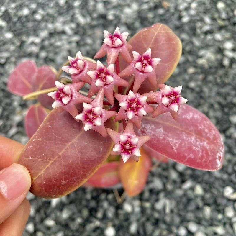 ホヤ ダーウィニー | GREEN LUCK