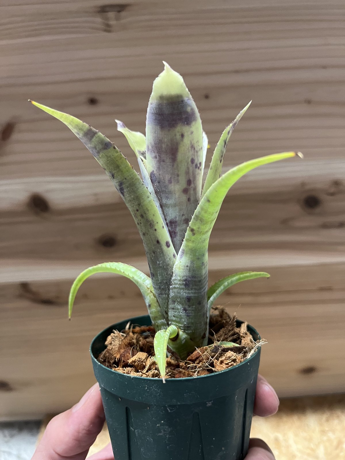 群生 ネオレゲリア パウシフローラ 現品】ネオレゲリア・パウシフローラ Neoregelia pauciflora sp
