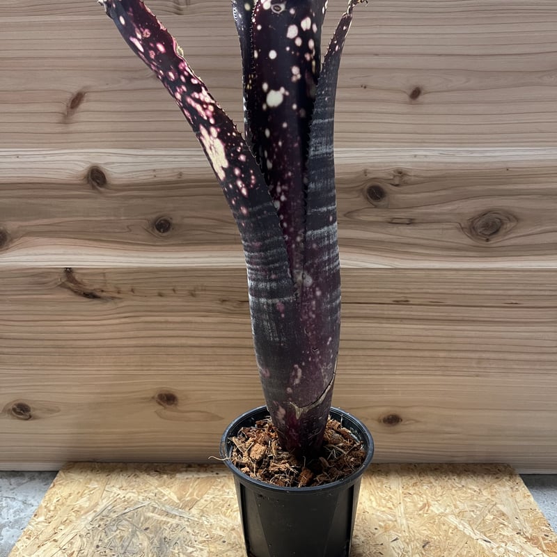 ビルベルギア オビワン | GREEN LUCK