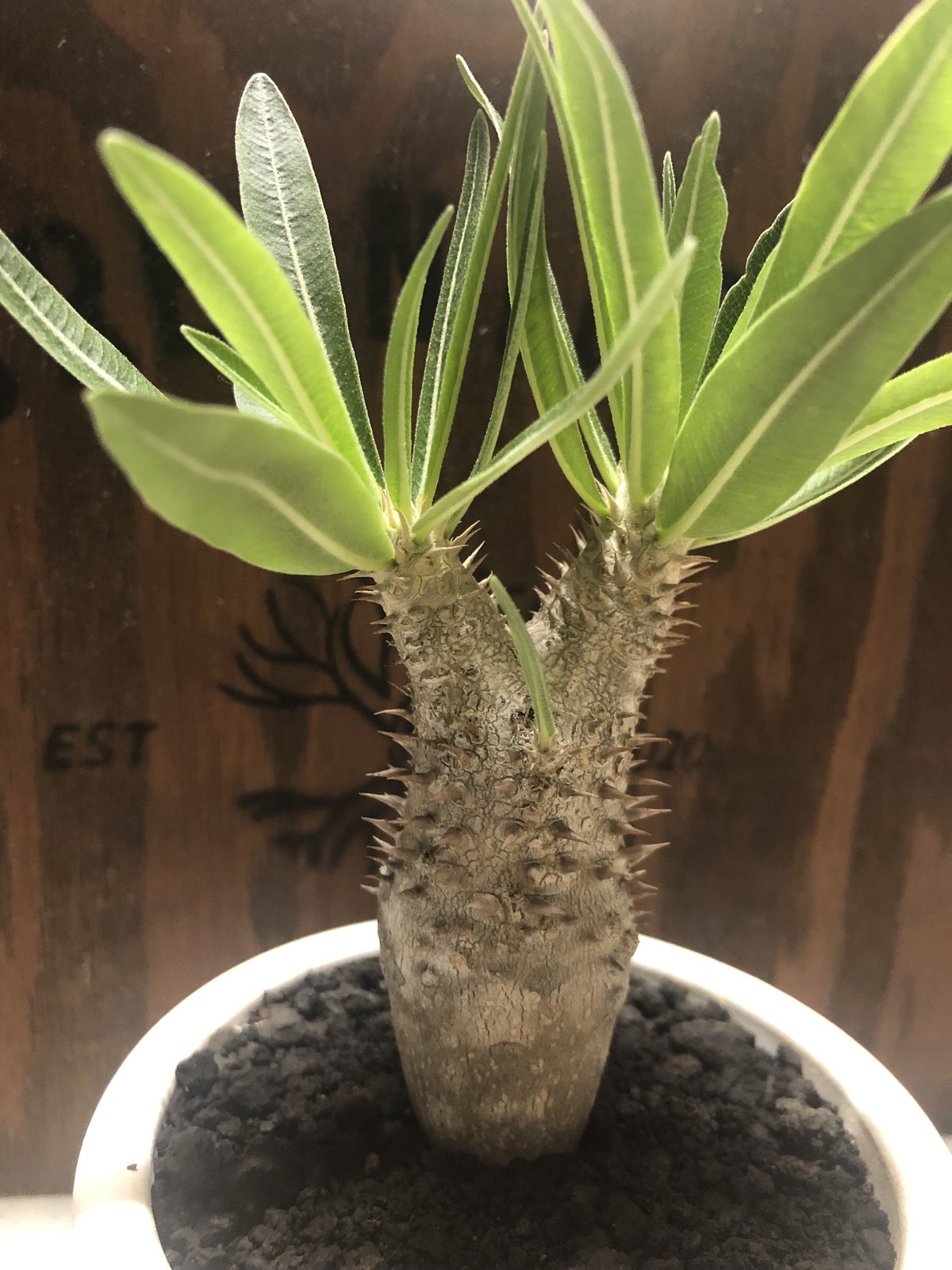 パキポディウム イノピナツム | GREEN LUCK