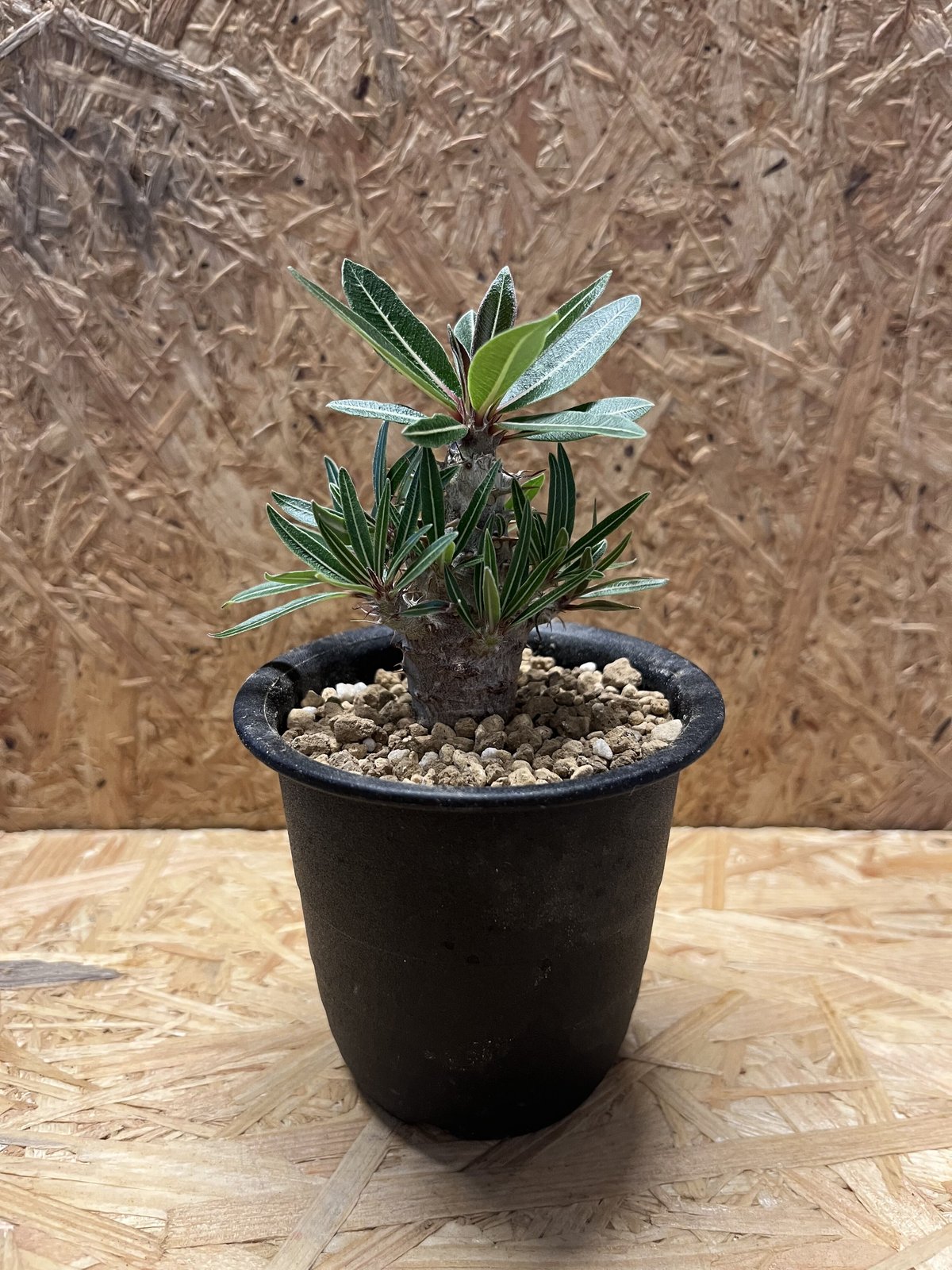 パキポディウム ロスラーツム | GREEN LUCK